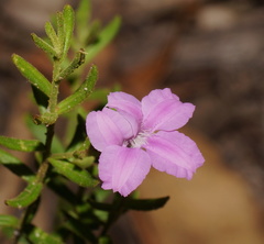 Coopernookia barbata