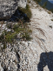 Trisetum alpestre