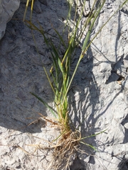 Trisetum alpestre