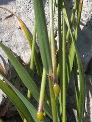 Trisetum alpestre