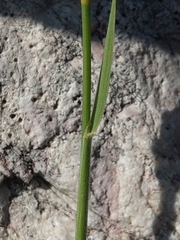 Trisetum alpestre