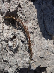 Trisetum alpestre
