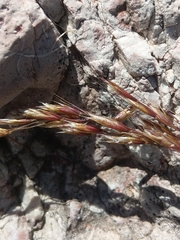 Trisetum alpestre