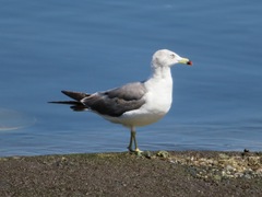Larus crassirostris