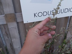 Artemisia vulgaris