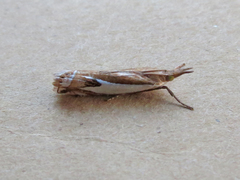 Crambus bidens