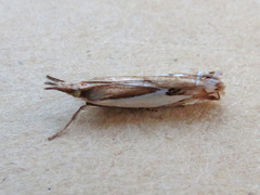 Crambus bidens
