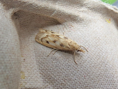 Occidentalia comptulatalis