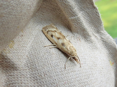 Occidentalia comptulatalis