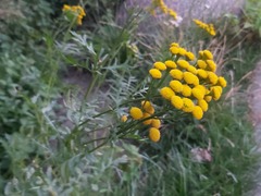Tanacetum vulgare