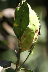 Oecophylla longinoda