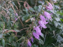 Campanula rapunculoides