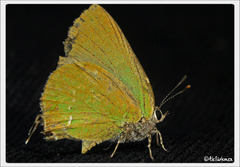 Cyanophrys miserabilis