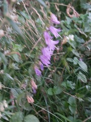 Campanula rapunculoides