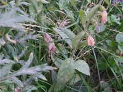 Campanula rapunculoides