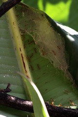 Oecophylla longinoda