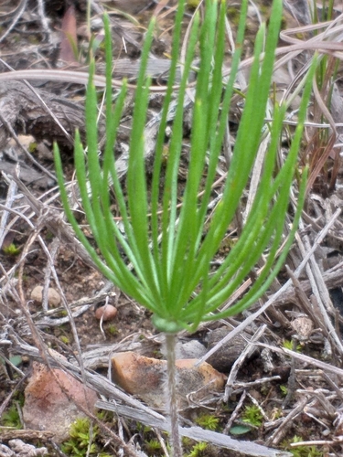 Image of Eriospermum proliferum by (c) kevin koen, some rights reserved (CC BY-SA)