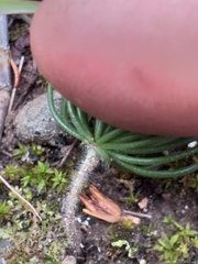 Eriospermum proliferum