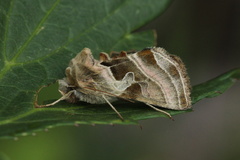 Euchalcia bellieri