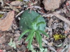 Eriospermum proliferum