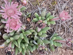 Trichodiadema occidentale