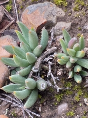 Trichodiadema occidentale