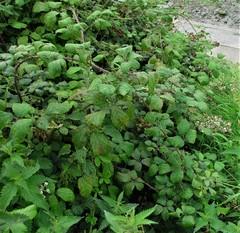 Rubus ulmifolius