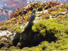 Monticola solitarius