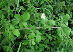 Rubus ulmifolius