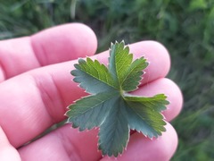 Alchemilla glaucescens