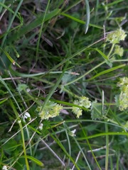 Alchemilla glaucescens