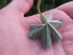 Alchemilla glaucescens
