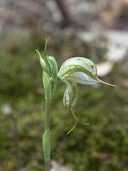 Pterostylis planulata