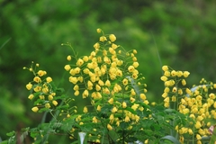Caesalpinia vernalis