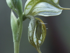 Pterostylis planulata