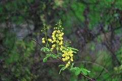 Caesalpinia vernalis