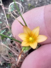 Romulea setifolia setifolia