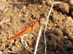 Crocothemis servilia