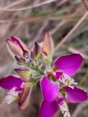 Polygala pubiflora