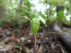 Pterostylis brumalis