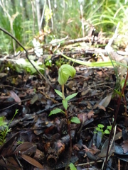 Pterostylis brumalis