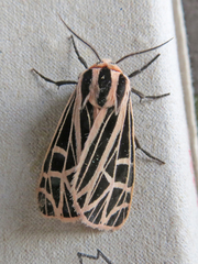 Apantesis parthenice