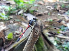 Agrionoptera insignis