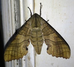 Marumba dyras