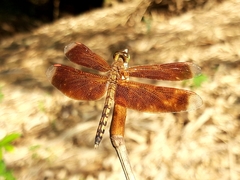 Neurothemis terminata