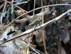 Orthetrum sabina