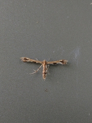 Geina periscelidactylus