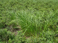 Scirpus longii