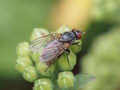 Emmesomyia