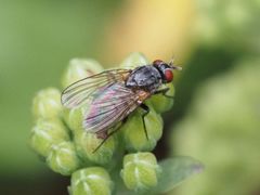 Emmesomyia